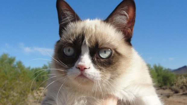 Beautiful Grumpy Cat Wallpapers HD.