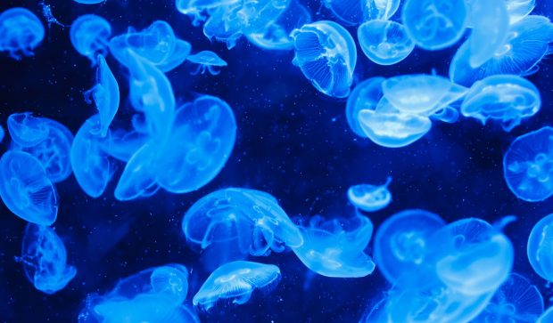 Beautiful Jellyfish Wallpaper HD.