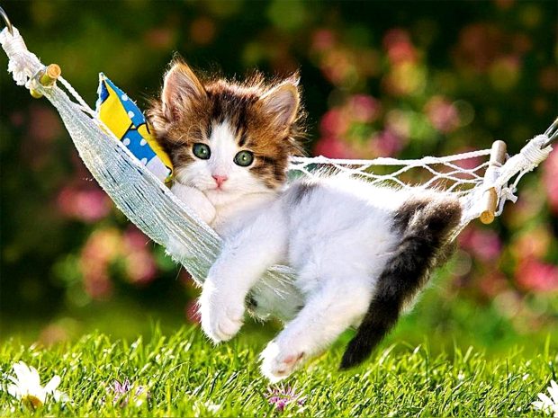 Beautiful Kitten Wallpaper HD.