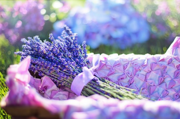 Beautiful Lavender Background.