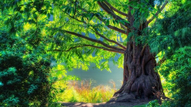 Beautiful Nature Wallpaper.