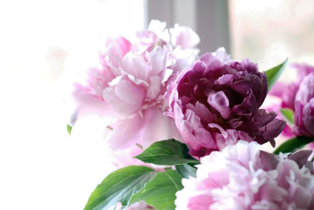 Beautiful Peony Wallpaper HD.