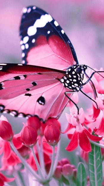Beautiful Pink Butterfly Aesthetic Wallpaper HD.