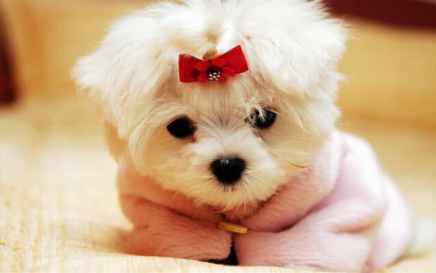 Beautiful Puppies Wallpaper HD.