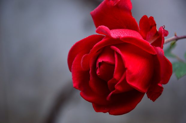 Beautiful Rose Wallpaper HD.