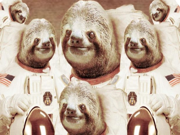 Beautiful Sloth Wallpaper HD.