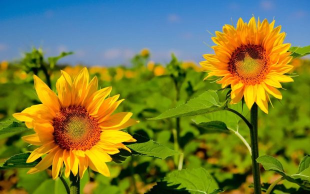 Beautiful Sunflower Wallpaper HD.
