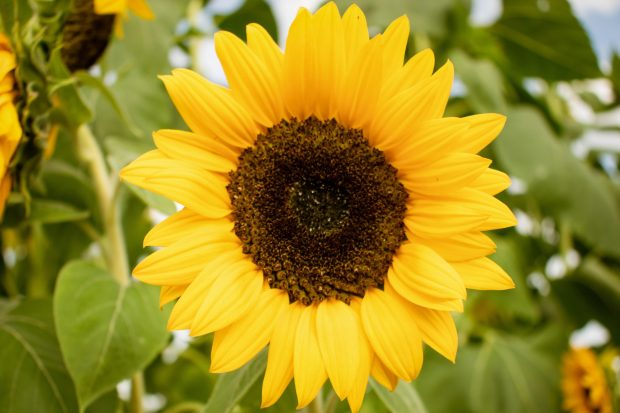 Beautiful Sunflowers Background.