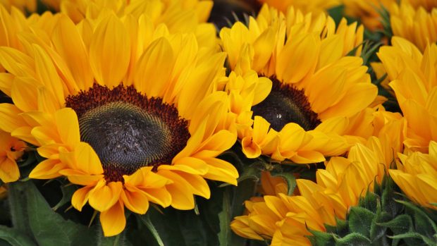 Beautiful Sunflowers Wallpaper HD.