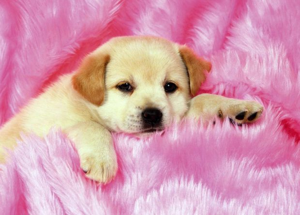 Beautiful Wallpaper Cute Puppies Background.