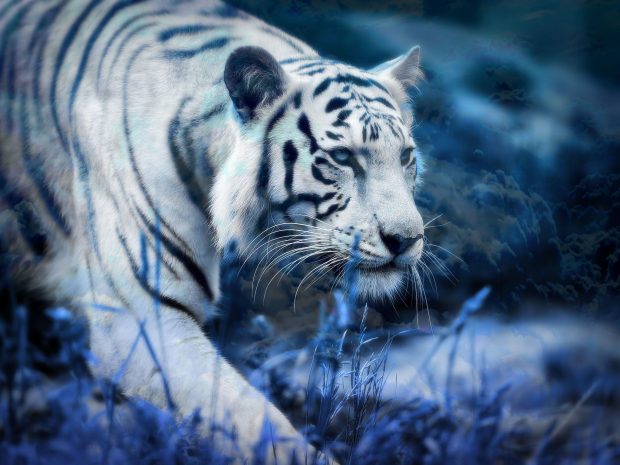 Beautiful White Tiger Background.