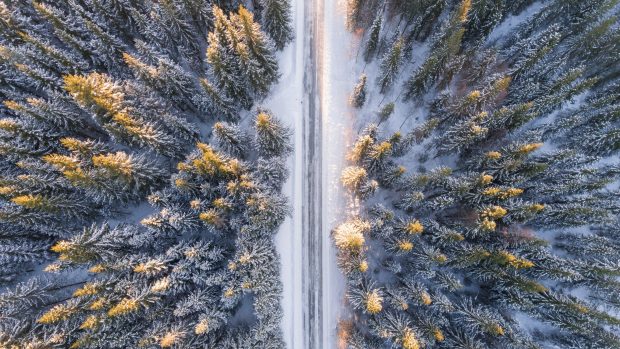 Beautiful Winter Forest 4K Wallpaper HD.