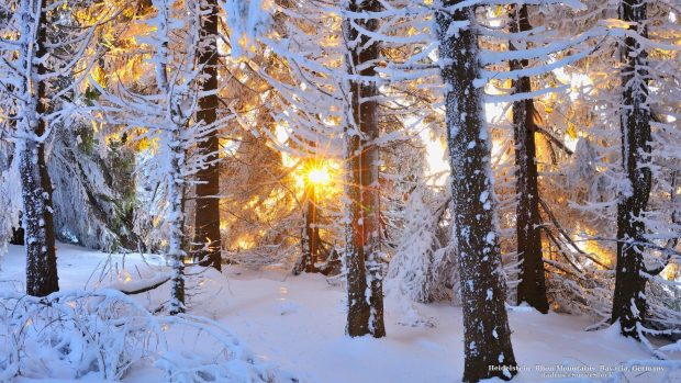 Beautiful Winter Forest Wallpaper HD.