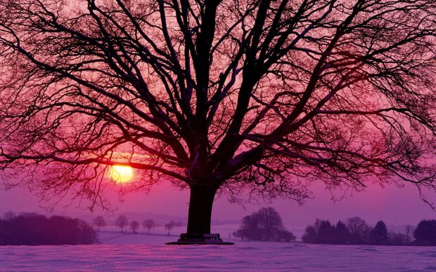 Beautiful Winter Sunset Wallpaper HD.
