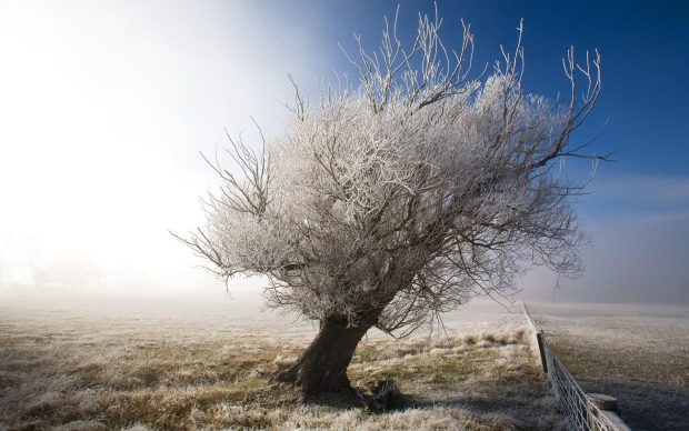 Beautiful Winter Tree Wallpaper HD.