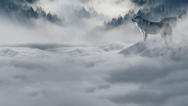 Beautiful Wolf 4K Wallpaper HD.