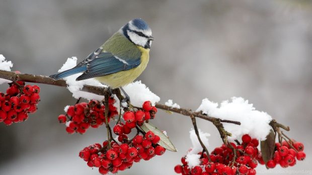 Bird Cute Snow Wallpaper HD.