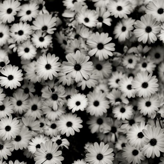 Black And White Aesthetic Wallpaper Flower.
