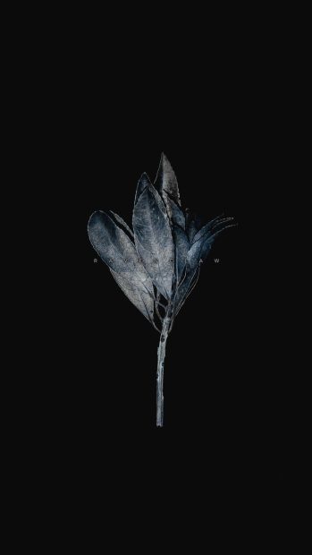 Black Background Aesthetic High Resolution.