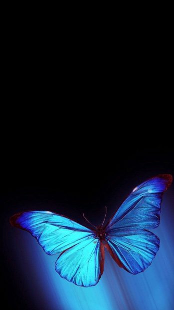 Black Blue Butterfly Background Aesthetic.