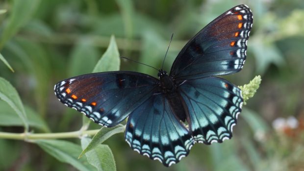 Black Butterflies Wallpaper HD.