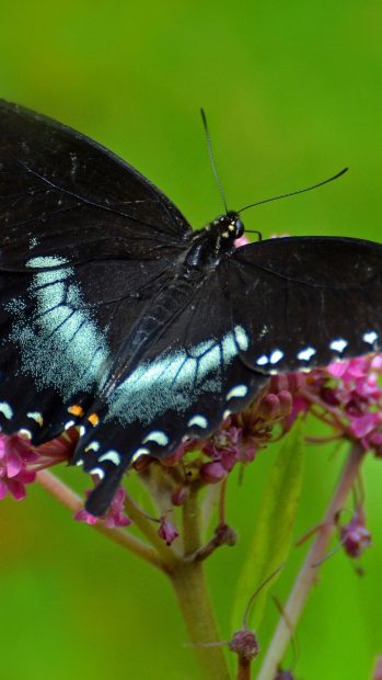 Black Butterfly Background HD.