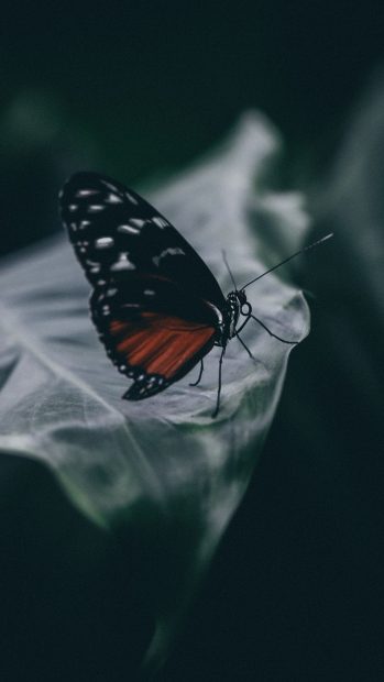 Black Butterfly Wallpapers HD.