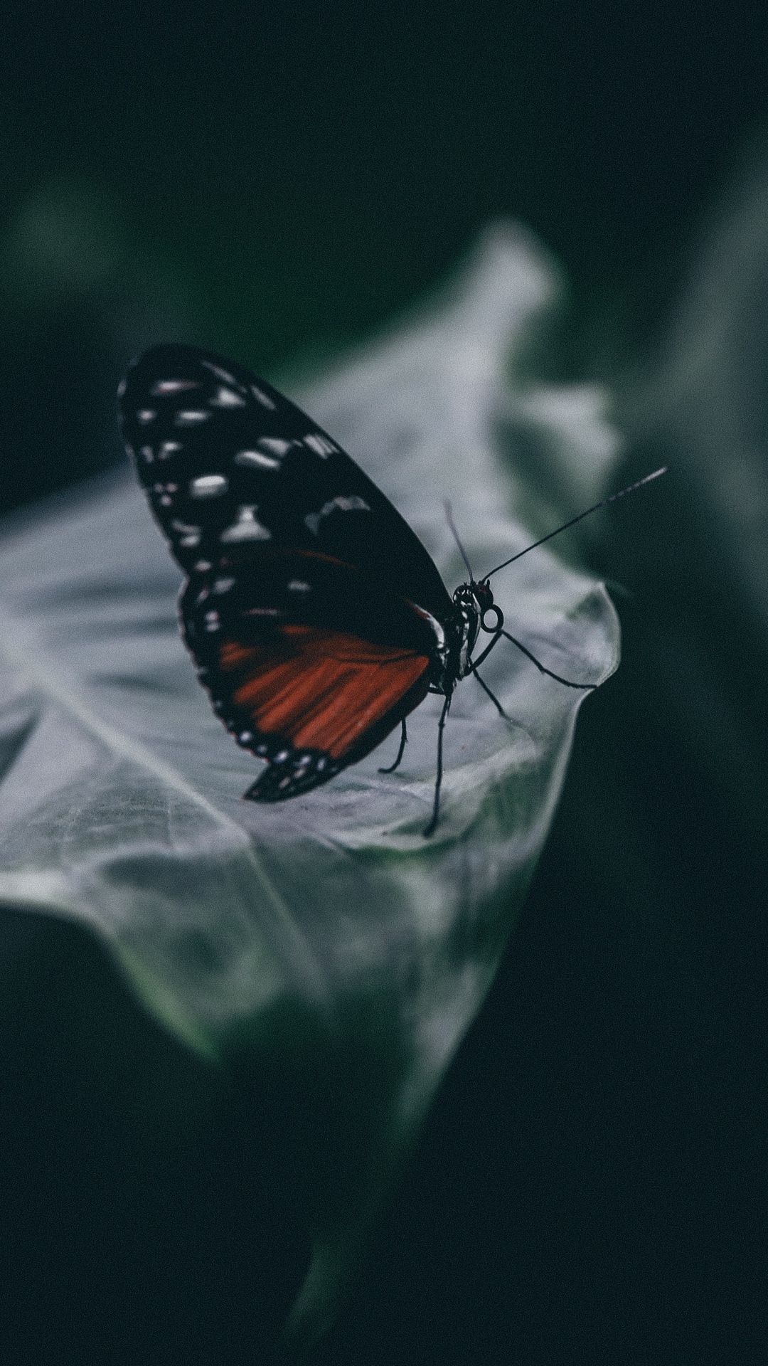 Free Download Butterfly Hd Wallpapers Pixelstalk Net