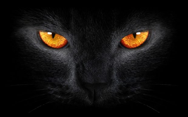 Black Cat Desktop Wallpaper.
