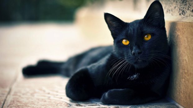 Black Cat HD Wallpaper Free download.