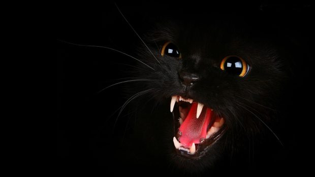 Black Cat Wallpaper Computer.