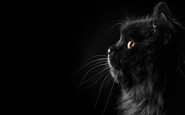 Black Cat Wallpaper Desktop.