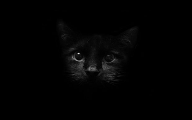 Black Cool Cat Wallpaper HD.