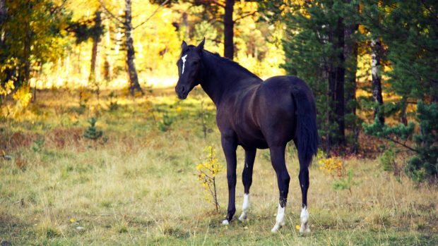 Black Horse Wallpaper HD.