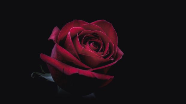 Black Rose 4K Wallpaper HD.