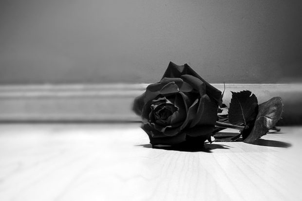 Black Rose HD Wallpaper.