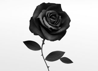 Black Rose HD Wallpaper Free download.