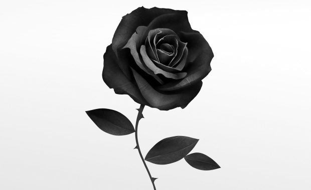 Black Rose HD Wallpaper Free download.
