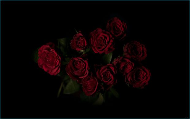 Black Rose Image Free Download.