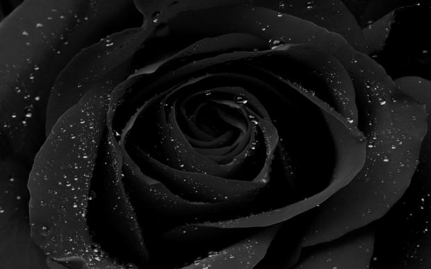 Black Rose Wallpaper HD Free download.