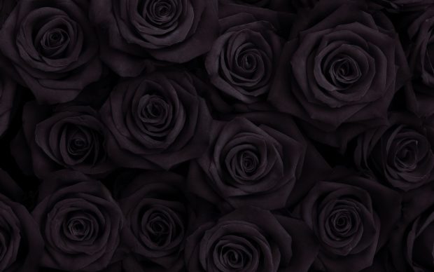 Black Rose Wallpaper High Quality.