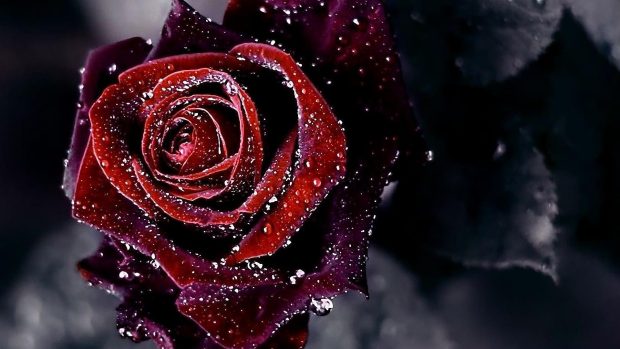 Black Rose Wide Screen Wallpaper.