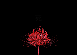 Black Vintage Aesthetic Wallpaper Red Flower.