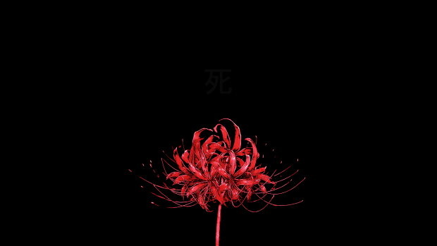 Black Vintage Aesthetic Wallpaper Red Flower.