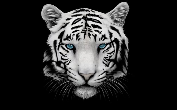 Black White Tiger Wallpaper HD.