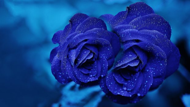 Blue 4K Rose Wallpaper HD Free download.