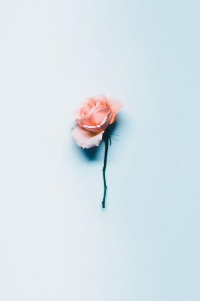 Blue Aesthetic Rose Background.