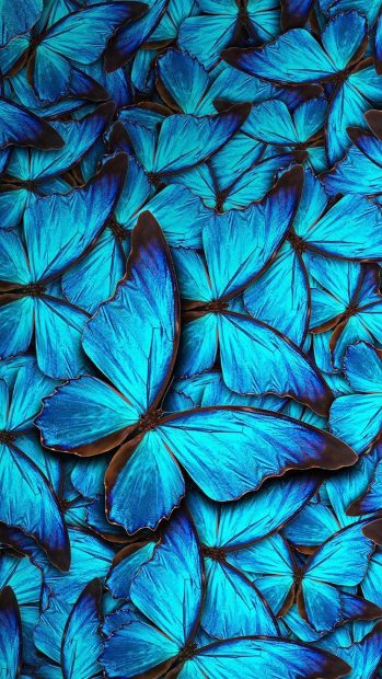 Blue Butterfly Background HD.
