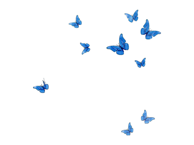 Blue Butterfly HD Wallpaper Aesthetic All White.