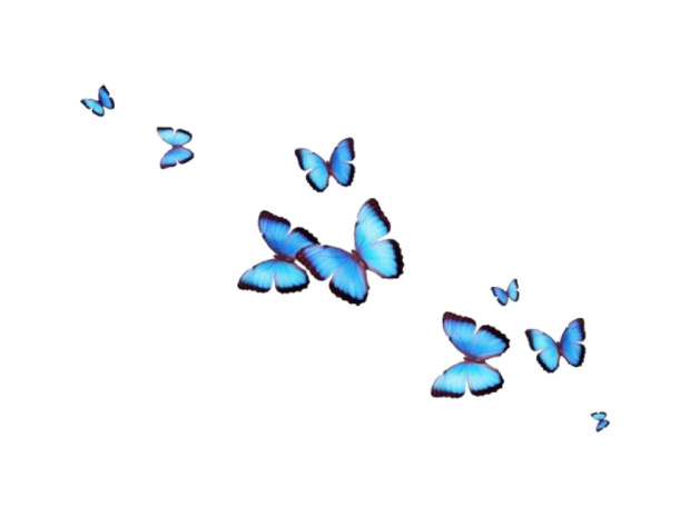 Blue Butterfly HD Wallpaper Aesthetic Minimalist.